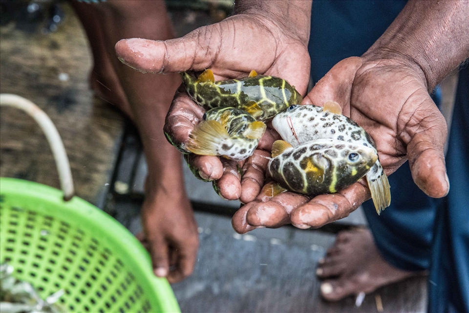 ... and many others have to be thrown back - like these poisonous pufferfish.