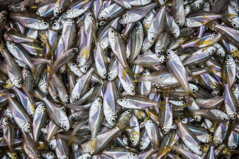 Most brought up are less than an inch long ....