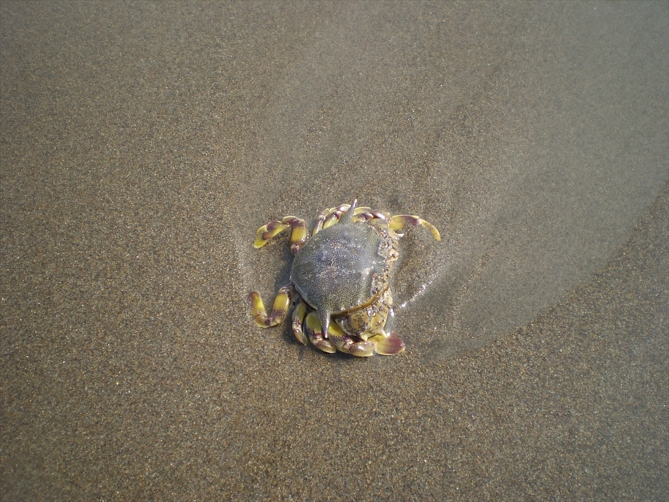This figure of Mr. Crab was happy walking around on the Parangtritis Beach. If you're lucky, you can see it. Sometimes he (the crab!) swept away by the waves. In this picture the crab was walk, but a moment later he had disappeared again, drifting. Until my third time to Parangtritis, I have not found another crab.