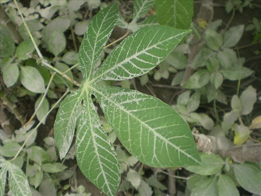 Remembering Merapi eruption in 2010, the volcanic ash covered houses, street, and even trees. Cold lava was a scourge for citizens around a mountain. On that event, everything was grey.