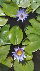 by iuggyandcele, Views[150]