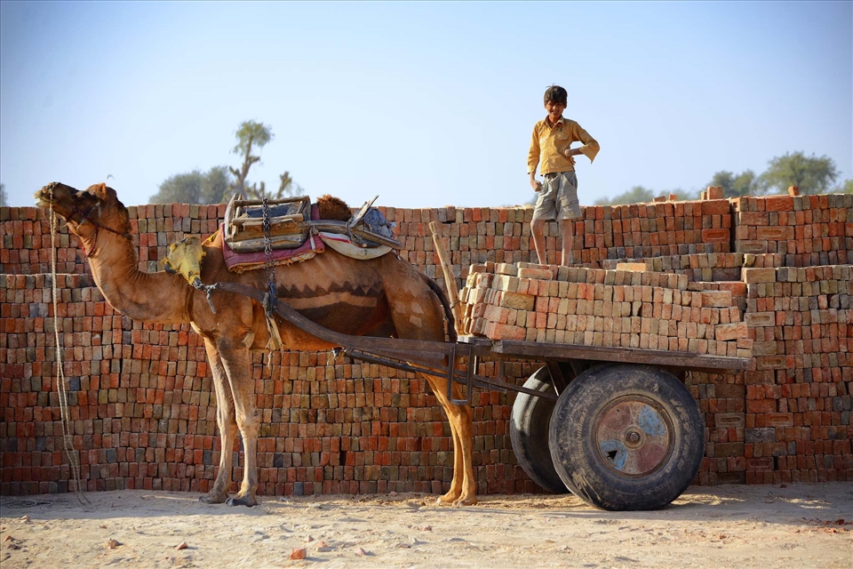 All over Rajasthan there are a lot of brick factories where children are used as labor force.  This young boy just finished loading the cart.