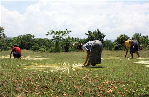 For now, the last two generations of Hanunuo Mangyans who know their native craft of basket-weaving of Oriental Mindoro sun-drying the buri leaves, a type of palm. 