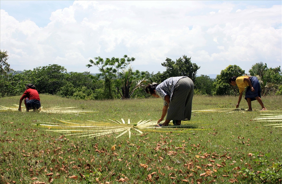 For now, the last two generations of Hanunuo Mangyans who know their native craft of basket-weaving of Oriental Mindoro sun-drying the buri leaves, a type of palm. 