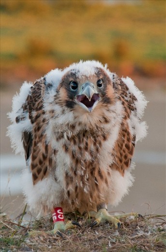 Russia, The Yamal Peninsula (summer). We monitored the movements of birds of prey through GPS-loggers for several years. This eyas who is now in the UAE.