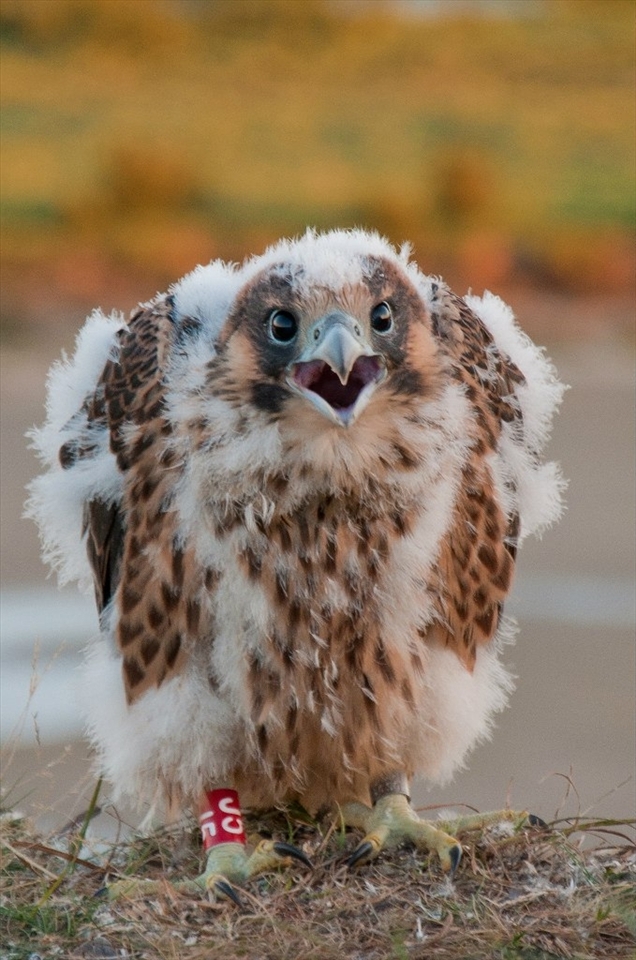 Russia, The Yamal Peninsula (summer). We monitored the movements of birds of prey through GPS-loggers for several years. This eyas who is now in the UAE.
