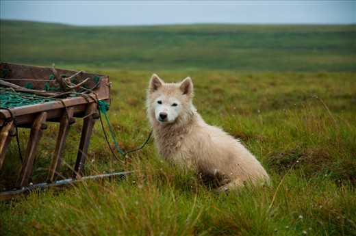 Russia, The Yamal Peninsula (summer). It is a dog used by indigenous peoples to herd their deers.