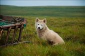 Russia, The Yamal Peninsula (summer). It is a dog used by indigenous peoples to herd their deers.: by ivan_sky, Views[1488]