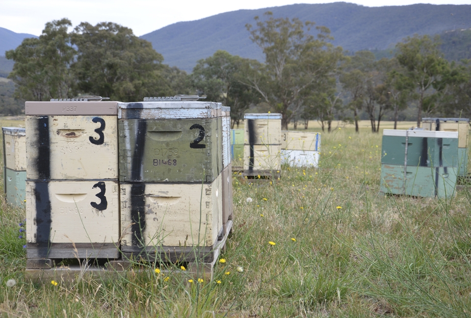 A beekeeper has his hives placed in a peaceful country field in NSW.