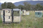 A beekeeper has his hives placed in a peaceful country field in NSW.: by ivanchristian, Views[201]