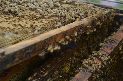 The frame is removed from the hive, showing the bees hard at work.