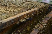 The frame is removed from the hive, showing the bees hard at work.: by ivanchristian, Views[226]