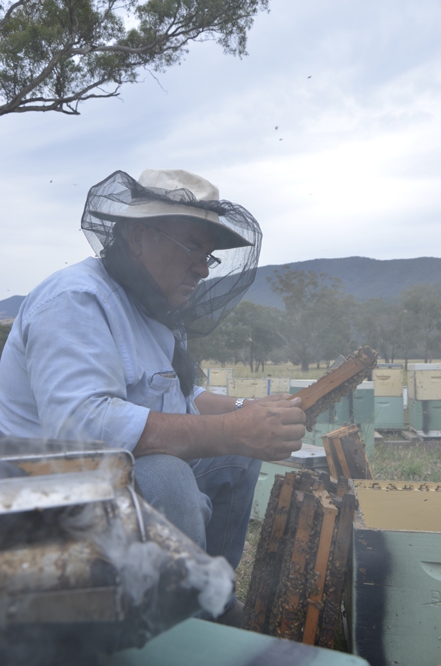 Sitting on the hillside, the beekeeper quietly examining.