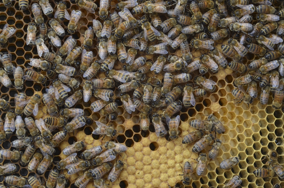 Life inside the hive is shown with plenty of bees. Honey and larvae are exposed.