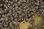 Life inside the hive is shown with plenty of bees. Honey and larvae are exposed.: by ivanchristian, Views[231]