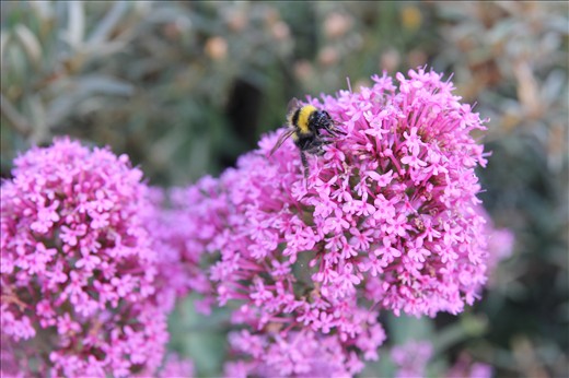 The sun finally came out. Back to work for the bees. 