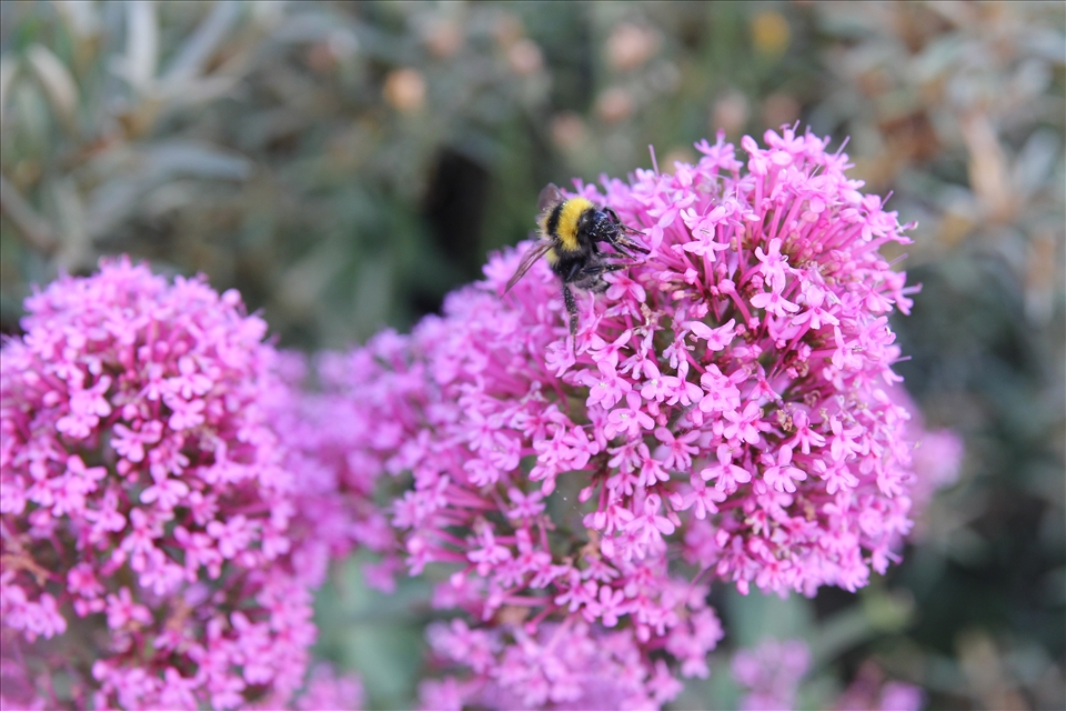 The sun finally came out. Back to work for the bees. 