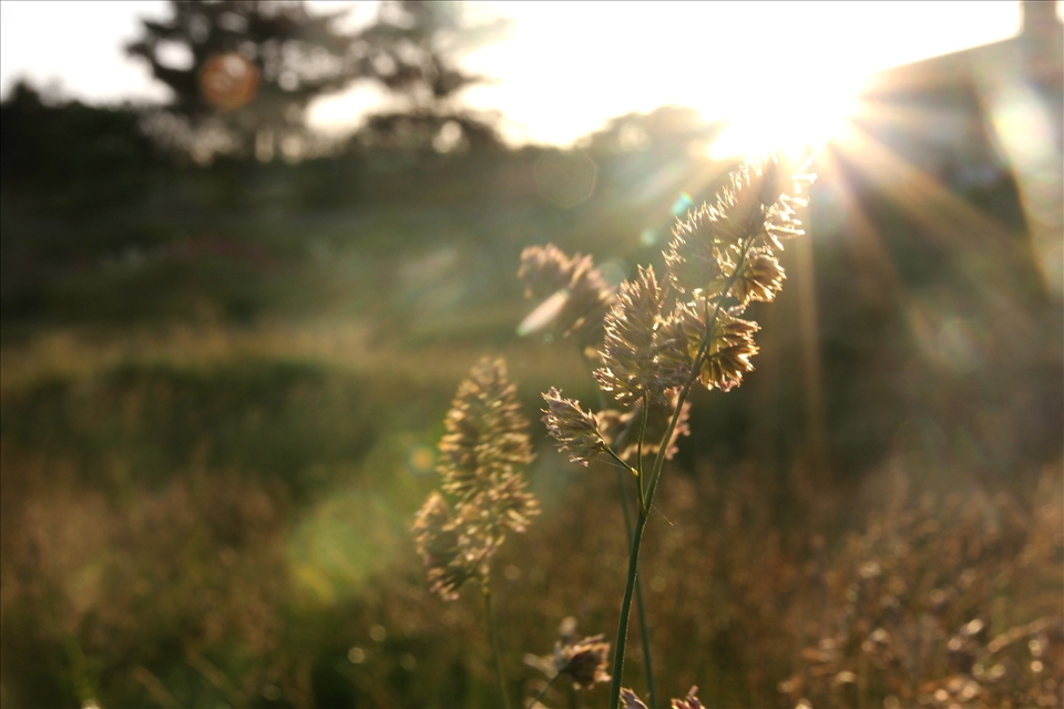 The sun finally came out. Everything stretches towards it.