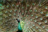 Pavo cristatus | When a peacock do the courtship : by ixora, Views[229]