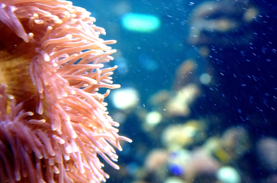porifera with their varian colors are dancing with the flow of water