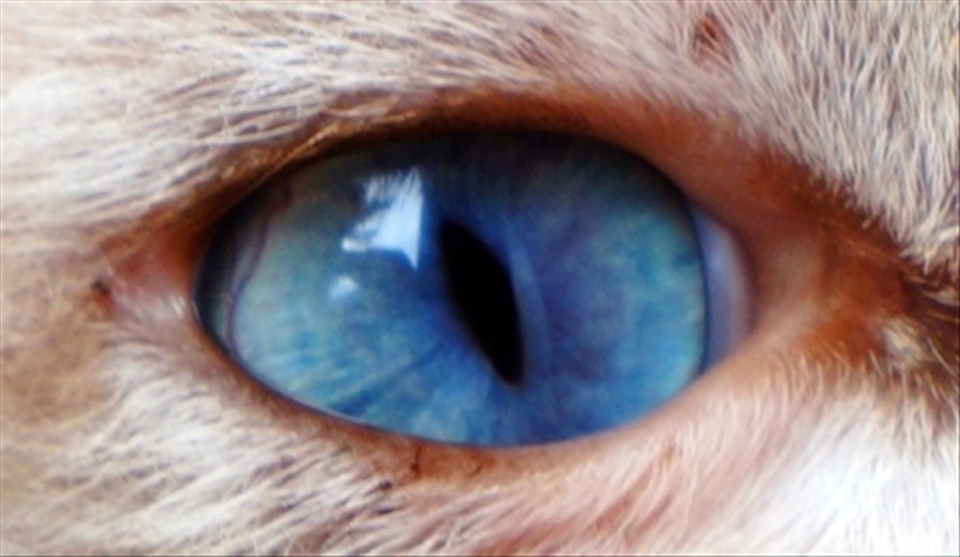 a wonderful and mysterious blue-eyed cat, make you amaze