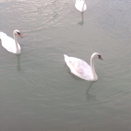 Swans in the Danube out of our from door. 