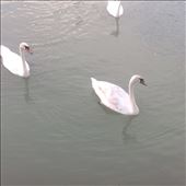 Swans in the Danube out of our from door. : by j-a-z, Views[529]