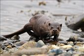 Clocked - The Eusrasian otters  on Unst have adapted to life using salt water seas as their feeding grounds. The otter's sight is extremely poor and the animals rely on their keen sense of smell. With the wind advantageously in my face, this female paused momentarily as she made her way towards me and carried on hunting as my scent was being blown away from her direction.: by jack_breadmore, Views[664]