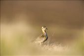 The Inquisitive - I found the Golden Plovers to be delightful birds to both watch and photograph. They are wary of humans but their curious nature causes them to take as much interest in you as you have in them. The birds can be seen using raised mounds as view points. A few seconds later the plover disappears in to the long grass and re-appear elsewhere.: by jack_breadmore, Views[535]