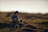 Grey Angels - A Greylag Goose mother watches over her pair of goslings as they cross Great Skua infested terrain. A single gosling is haloed by the evening light as it looks over the landscape.: by jack_breadmore, Views[474]