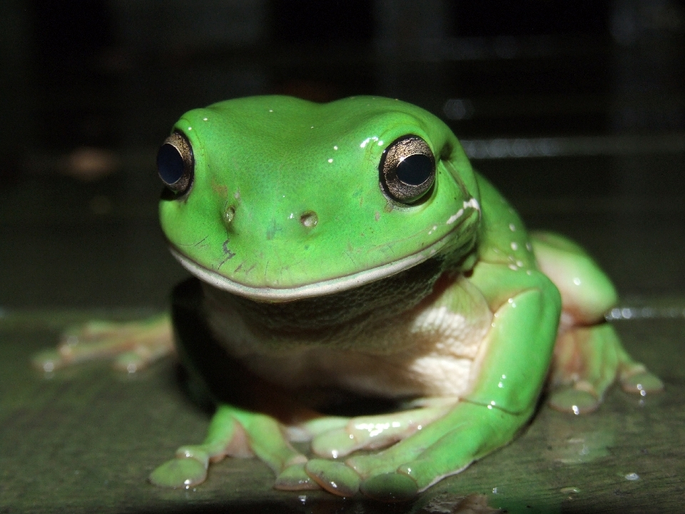 Just after a light storm he appeared, the patience of two living beings and the lesson learned that photography takes time and patience. - 2005 Fuji S9500 Head of Enoggera Creek