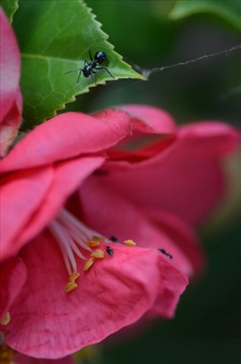 Spotted out of the corner of my eye, these small ants opened a whole new world. The power of focus,  the lens allowing you see the world in a different dimension. - 2014 Nikon D700 Head of Enoggera Creek
