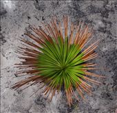 Survival. After a fire, this little plant begins to grow it new foliage: by jacktuxford, Views[256]