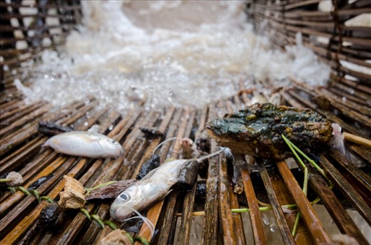 A measly catch in a fisherman’s trap. One large fish can make a huge difference to the fishermen as fish stocks dwindle in the falls. Some fishermen can go for a day or more without catching any fish. During the monsoon season it becomes even more difficult for fisherman as their traps are damaged and fish stocks are reduced more so as the fish follow the current downstream at the start of the rains.
