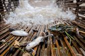 A measly catch in a fisherman’s trap. One large fish can make a huge difference to the fishermen as fish stocks dwindle in the falls. Some fishermen can go for a day or more without catching any fish. During the monsoon season it becomes even more difficult for fisherman as their traps are damaged and fish stocks are reduced more so as the fish follow the current downstream at the start of the rains.: by jacobjamesphoto, Views[1402]