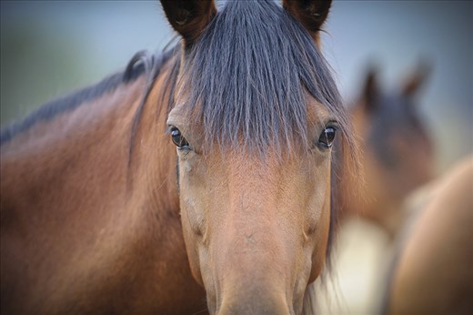 Eye contact with a beautiful rescued wild mustang mare. 