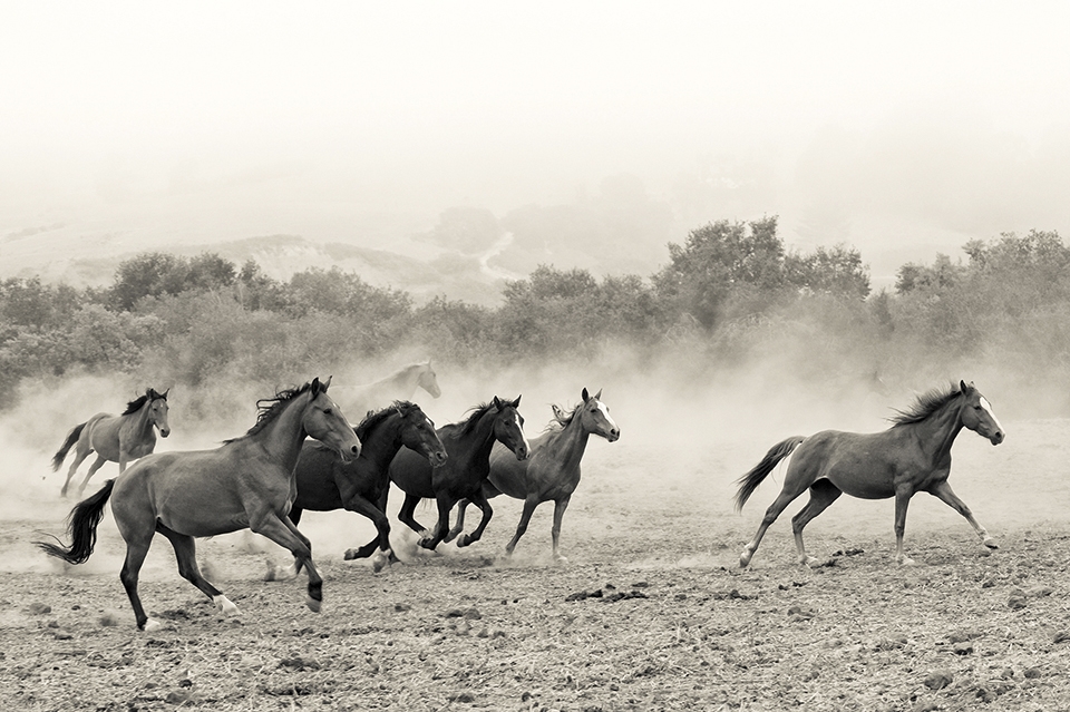 Rescued wild mustang mares enjoy a moment of wild abandon!