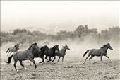 Rescued wild mustang mares enjoy a moment of wild abandon!: by jacquelinedeely, Views[230]
