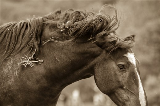 A wild mustang stallions tosses his head and beautiful mane.