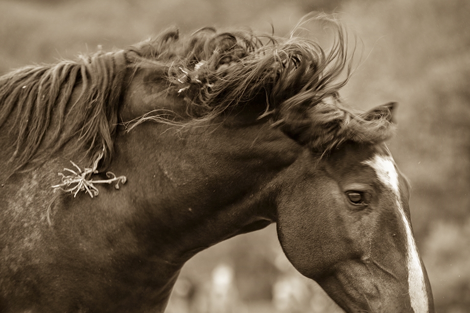 A wild mustang stallions tosses his head and beautiful mane.