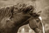 A wild mustang stallions tosses his head and beautiful mane.: by jacquelinedeely, Views[405]