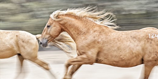 Wild mustang stallions exhibit their beauty and strength!