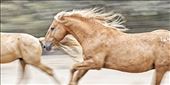 Wild mustang stallions exhibit their beauty and strength!: by jacquelinedeely, Views[292]