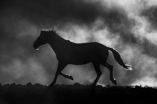 A backlit wild mustang mare kicks up the dust in the setting sun.