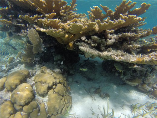 Snorkeling the reef of Belize