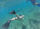 Snorkeling with Sting Rays and Nursing Sharks: by jacquelinedenise, Views[221]