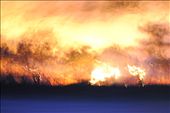 bush fires out near casterton: by jadsteenholdt, Views[224]