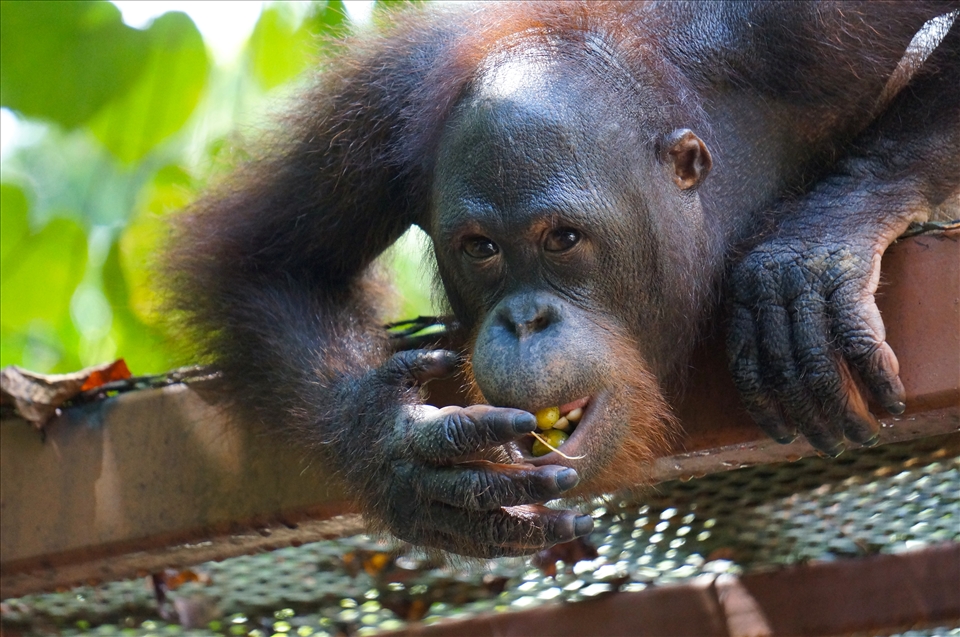 Dropping nuts on tourists is amusing.