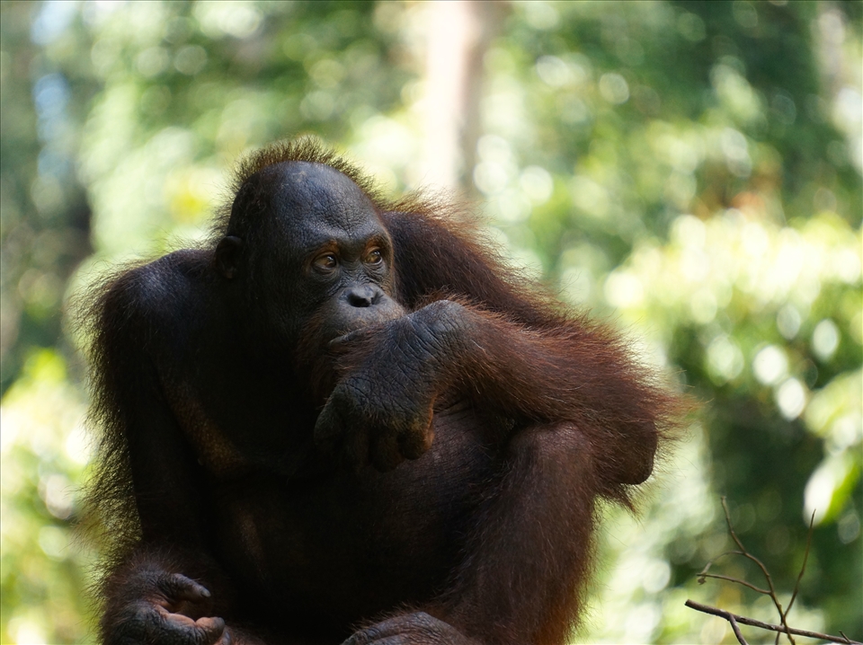 Feeding time was of no interest to this fella. Contemplating mischief however...