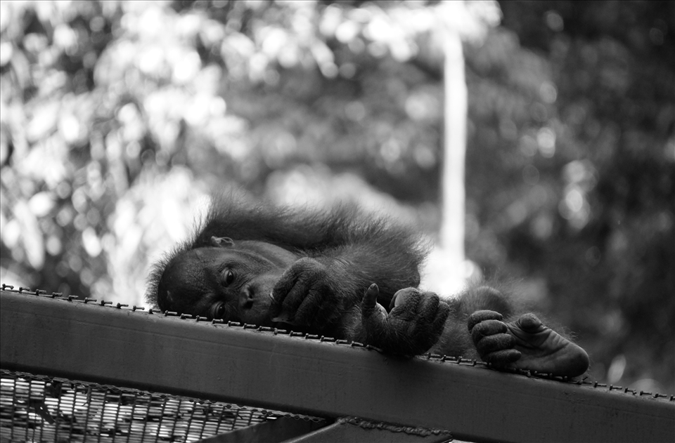 Basking in adoration is exhausting work.